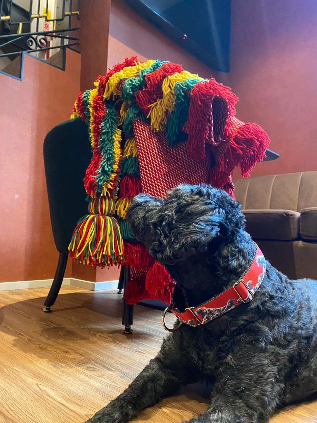 Um cão preto com coleira vermelha deitado em soalho de madeira, olhando para um cobertor colorido de crochê pendurado numa cadeira.