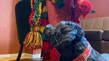 Um cão preto com coleira vermelha deitado em soalho de madeira, olhando para um cobertor colorido de crochê pendurado numa cadeira.
