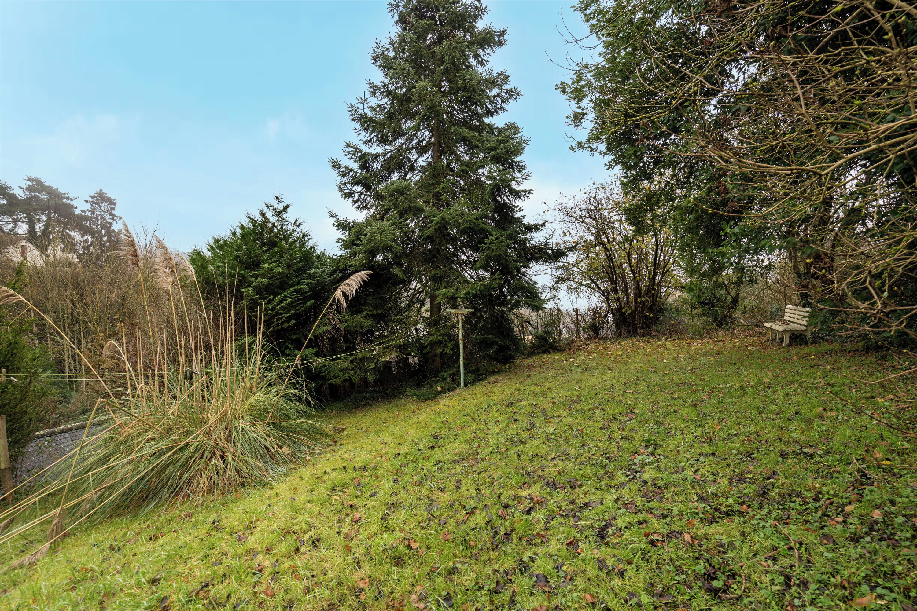 Un espace herbeux avec des arbres et un banc.