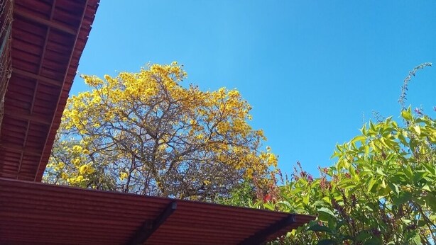 A clear blue sky with a yellow flowering tree and green foliage in the foreground. - Bed and breakfast in a single suite  (Alto Paraíso de Goiás)
