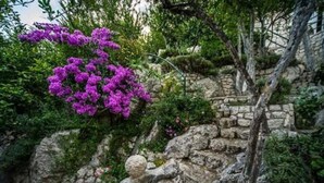 A stone wall with a tree and purple flowers. - Apartments Galić - 1 Bedroom with Lake view (Ploce)