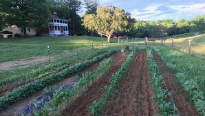A vegetable garden with rows of crops, a wooden fence, and a house in the background. - The Serene Farm Life...without all the work!  Lots of space and privacy! (Buchanan)