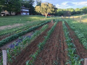 Property grounds - The Serene Farm Life...without all the work! Lots of space and privacy! (Buchanan)