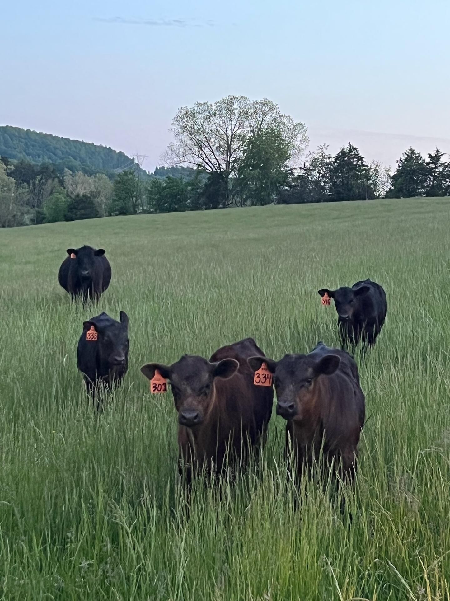Un campo cubierto de hierba con vacas.