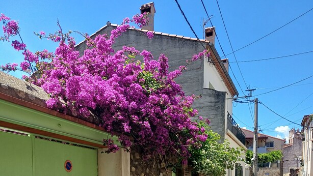 Eine enge Straße mit einer grünen Tür und einem Gebäude mit einer Steinwand und rosa Blumen.