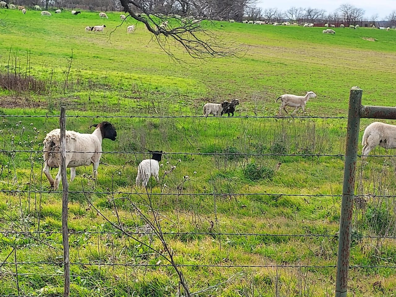 Paisaje rural con un campo cercado que contiene ovejas.
