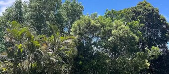 Cloud Cottage Eungella - Family friendly in beautiful rainforest mountain town!