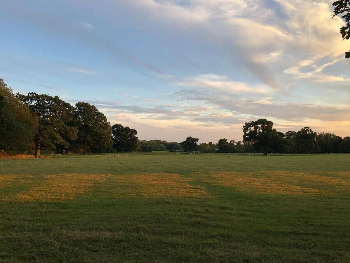 Ein grasbewachsenes Feld mit Bäumen und blauem Himmel.