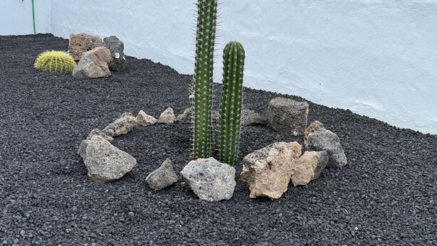 Un jardín de cactus con dos cactus altos rodeados de rocas y grava.