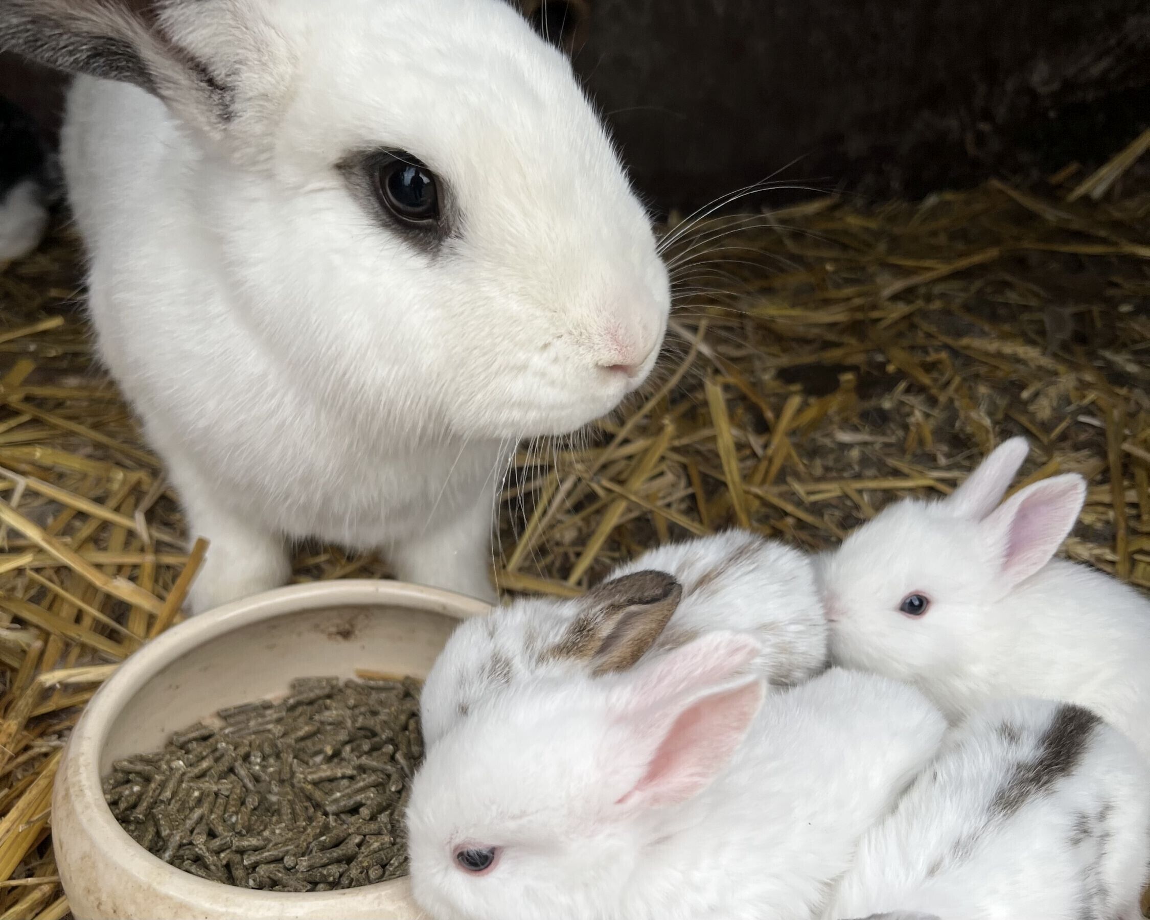 A rabbit with a white and brown coat standing next to a bowl of pellets.