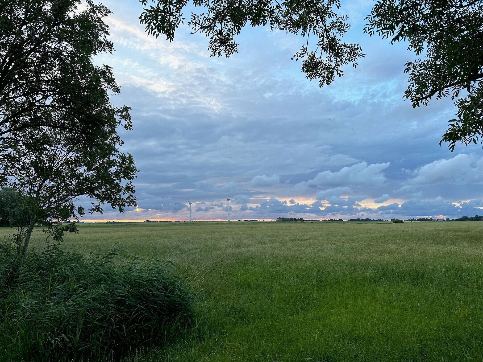 Un vaste champ dégagé, avec quelques arbres et un ciel nuageux.