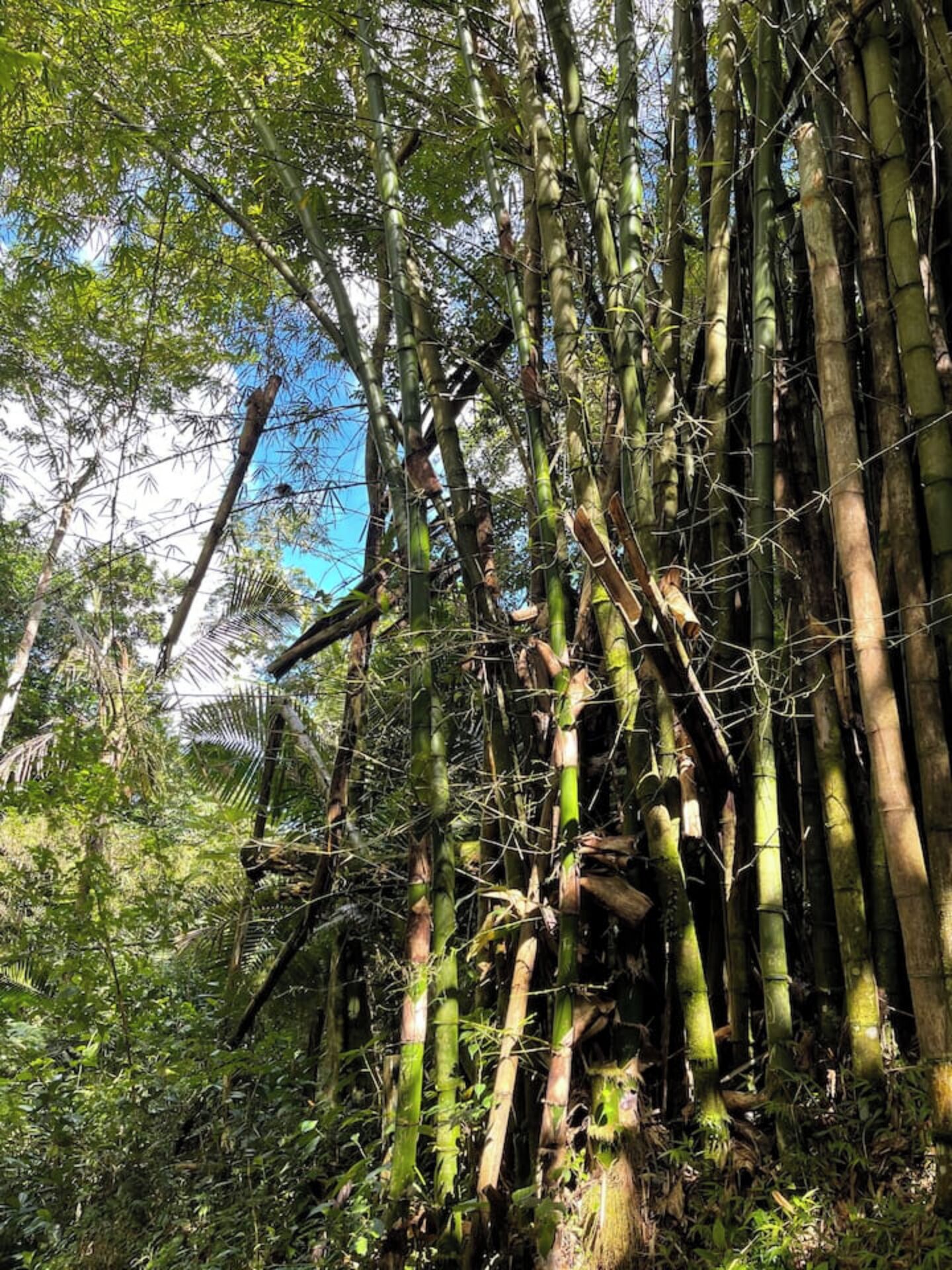 Une forêt de bambous dense, avec de hauts et fins bambous et une grande variété d’autres espèces végétales.