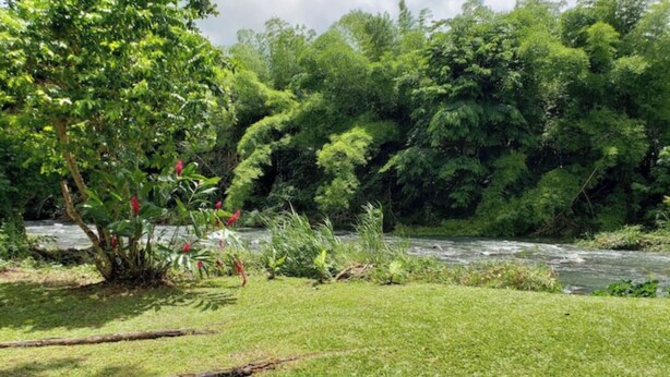 Un río rodeado de exuberante vegetación y árboles.