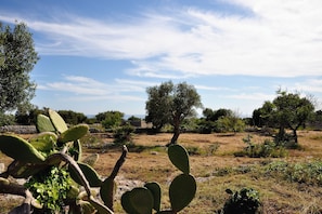 A desert landscape with cacti and sparse vegetation. - La Conchiglia di Torre Vado with Sea View, Morciano di Leuca, Italy (Morciano di Leuca)