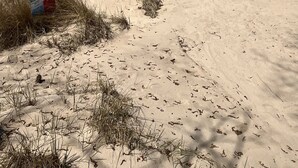 A beach with a sign detailing park rules and safety information.
