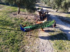 A peacock walking on a gravel path surrounded by trees and chickens. - Holiday Home 'Rica' with Mountain View, Wi-Fi and Air Conditioning (Santa Cruz del comercio)