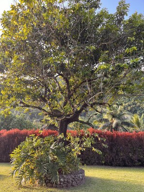 Área da propriedade