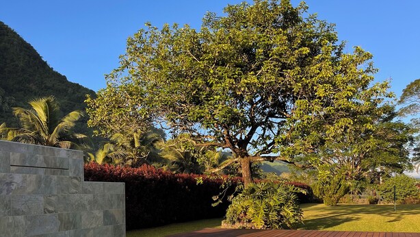 A swimming pool with a wooden deck, surrounded by lush greenery and a large tree. - Paparadise, a haven of peace in the heart of Papara on the island of Tahiti. (Paparā)