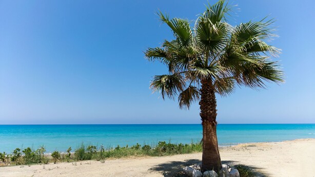 A palm tree on a sandy beach with clear blue water in the background. - Villa Tsikkos Pende in Argaka (Argaka)