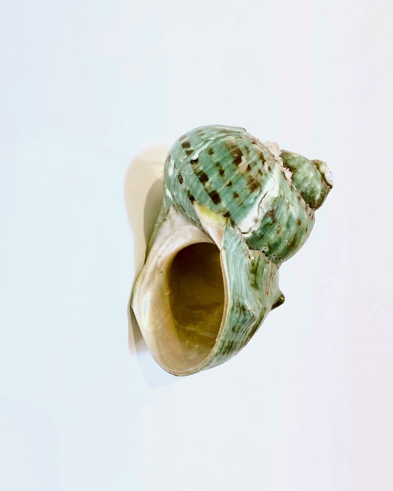 A ceramic shell-shaped object with a green and white pattern, mounted on a white background.
