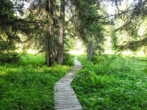 A wooden pathway through a lush green forest with tall trees and dense underbrush. - Cozy chalet in village center, near slopes (Notre-Dame-de-Bellecombe)