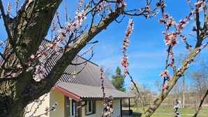A house with a sloped roof, surrounded by a grassy yard and a tree with blooming branches.