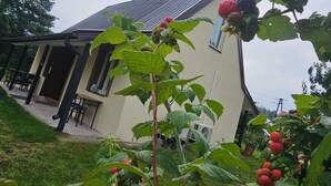 A house with a sloped roof, a covered porch, and a garden with raspberry bushes.