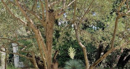Villa Candau dans un jardin arboré avec piscine, à 5min d'Avignon!
