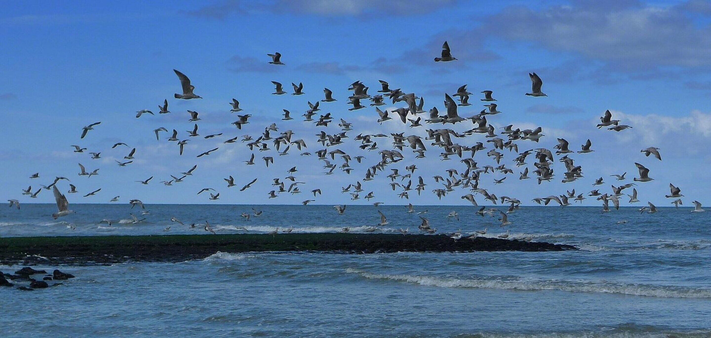 A flock of birds flying over a coastal area with visible waves and rocks.