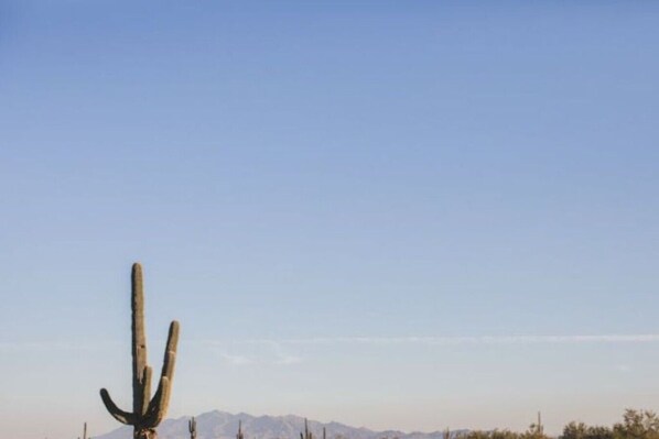 A desert landscape with a prominent cactus in the foreground and a mountain range in the background.
