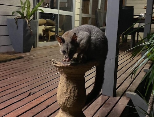 Mid North Coast , 
 coastal Farm house bush  retreat , 
10mins from services , 