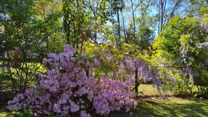 Un giardino con arbusti e alberi in fiore.