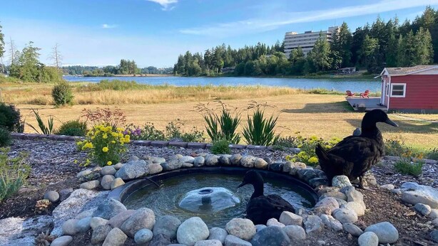 Un estanque rodeado de rocas y plantas, con un lago y edificios al fondo.