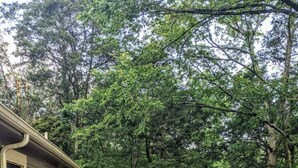 Una terraza de madera con una mesa, sillas, una hamaca y vistas a árboles densos.