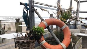 Eine Holzterrasse mit einem Rettungsring, einem gelben Ball und einem Korb mit Pflanzen.