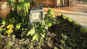 Une construction à toit de chaume, dotée d’une porte en verre, entourée d’une végétation tropicale luxuriante et de palmiers.
