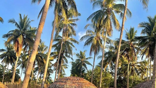 Un espace aménagé au bord de la piscine, avec des cabanes à toit de chaume, des palmiers et un ciel d’un bleu limpide.