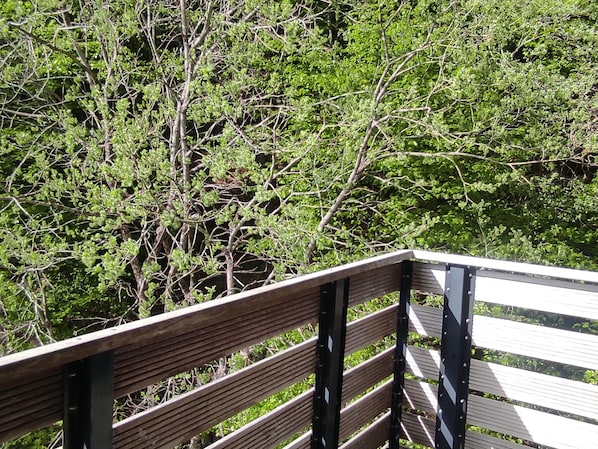 A wooden bench with metal supports, overlooking a dense green area with trees and shrubs.