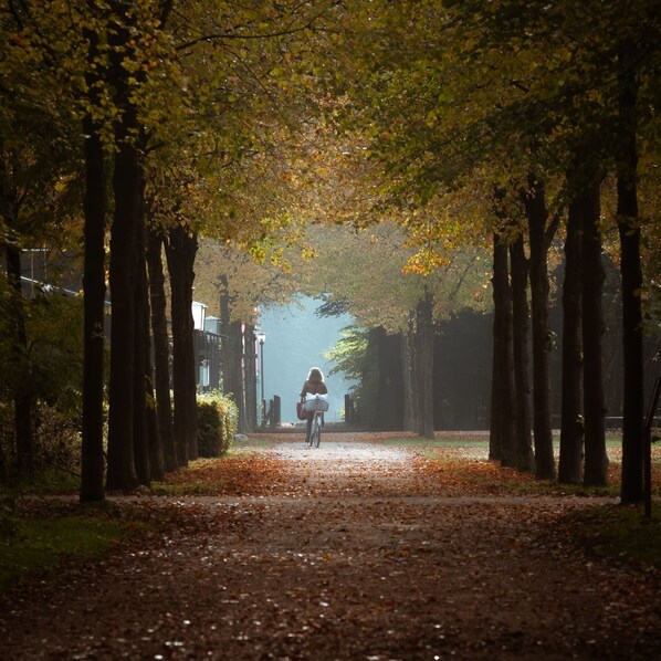 A pathway lined with trees in a park setting.