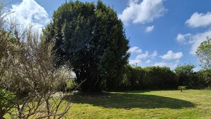 Eine Wiese mit einem großen Baum und einer weißen Blüte im Vordergrund.