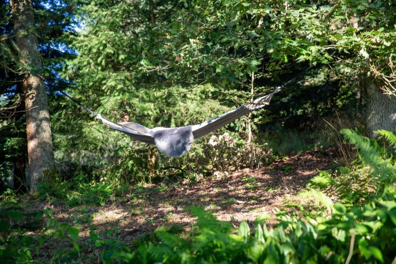 A hammock suspended between trees in a forested area.