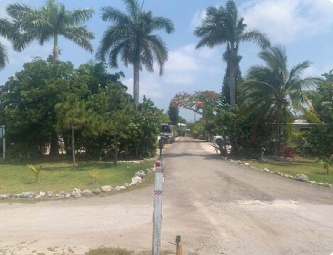 A rural road lined with palm trees and greenery.