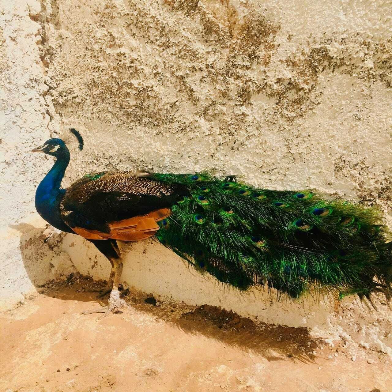 Photo - Family Village Marrakech