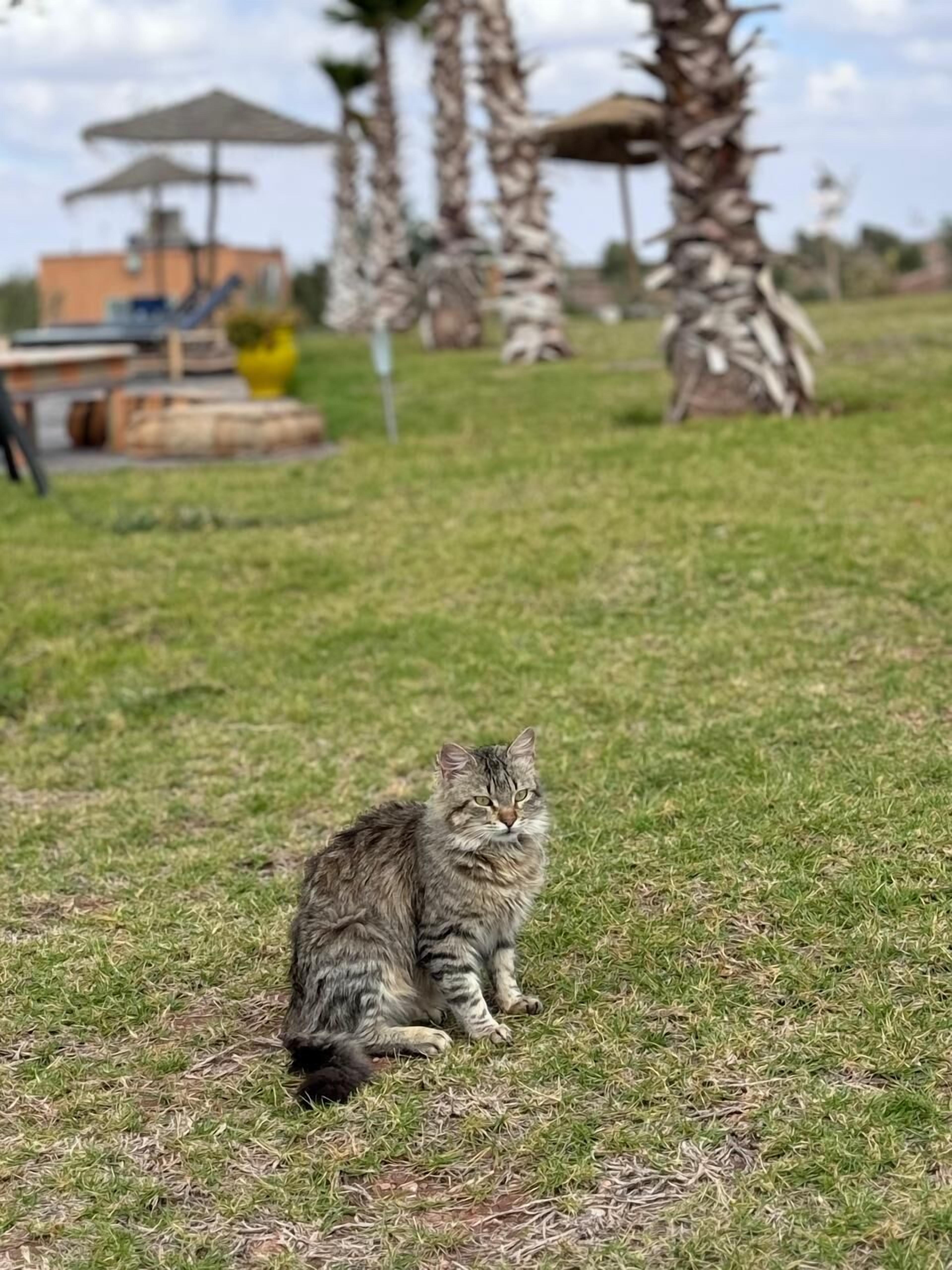 A cat sitting on grass with a building and palm trees in the background.