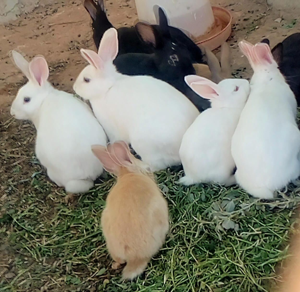 Photo - Family Village Marrakech