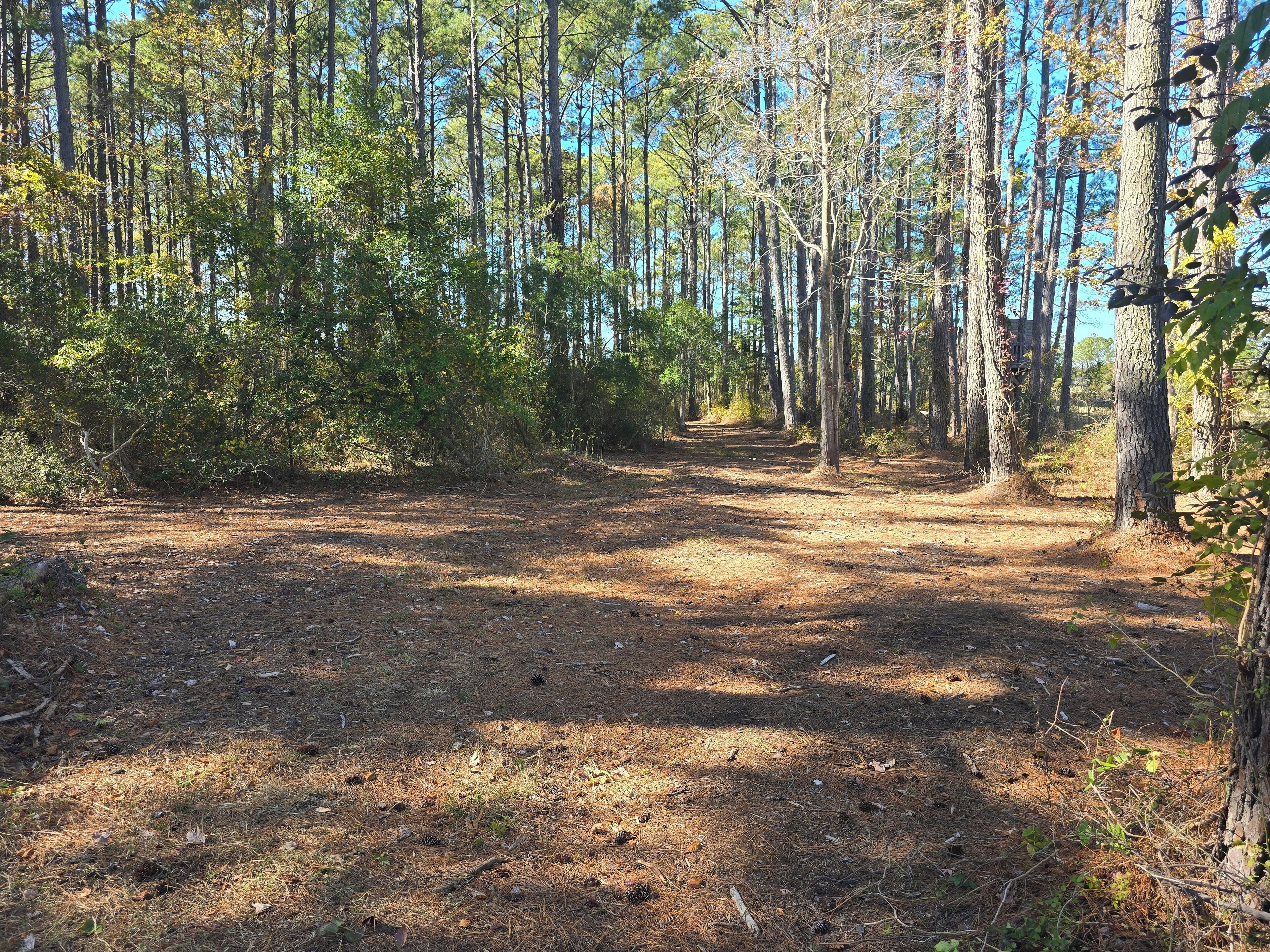 A forested area with a dirt path leading into the distance.