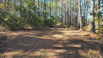 A forested area with a dirt path leading into the distance.