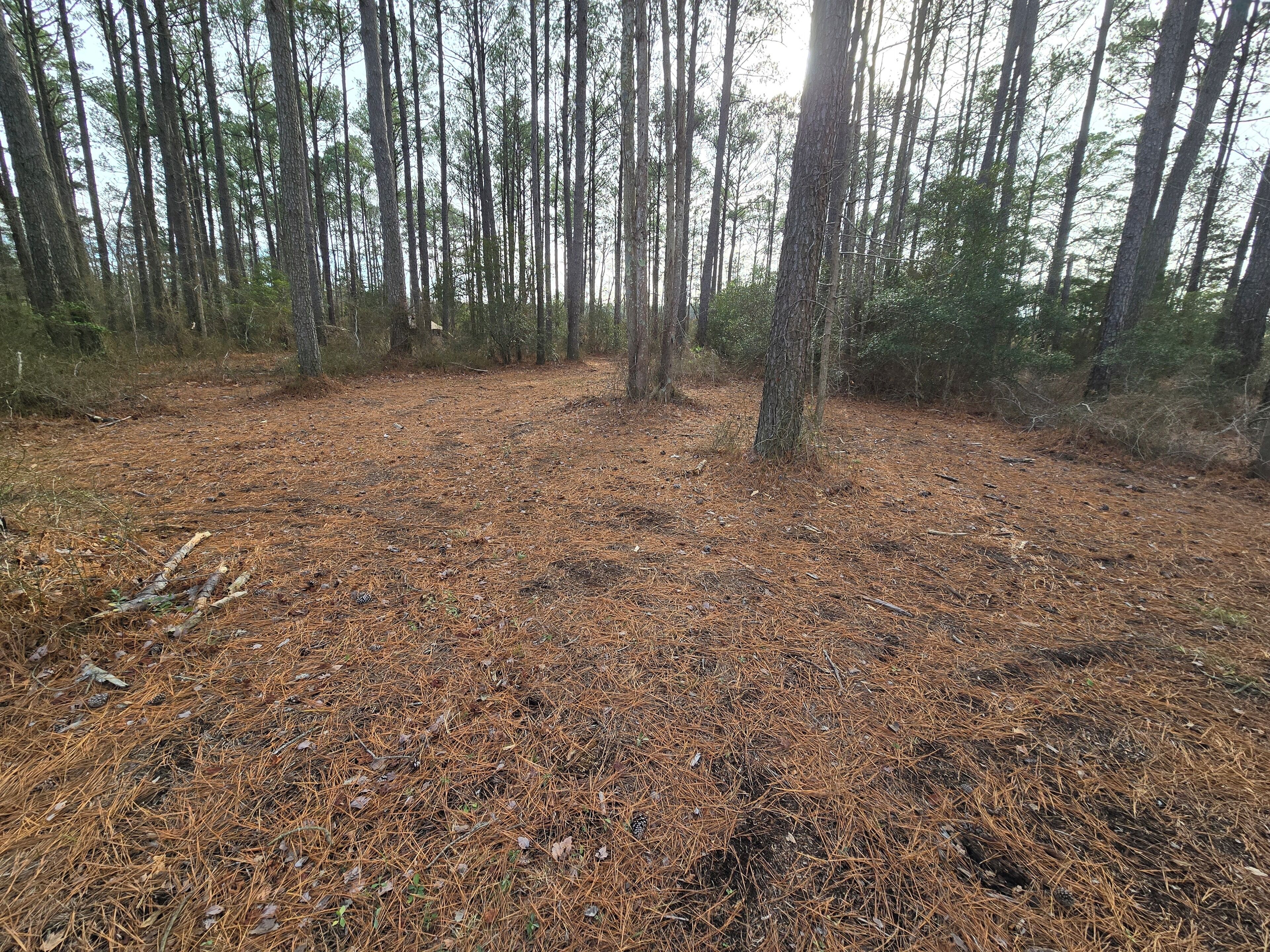 A forested area with a ground covered in pine needles and scattered branches.
