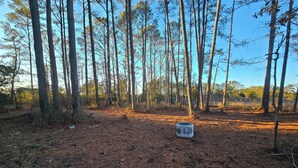 Una radura nel bosco, con alberi alti e un contenitore metallico a terra.