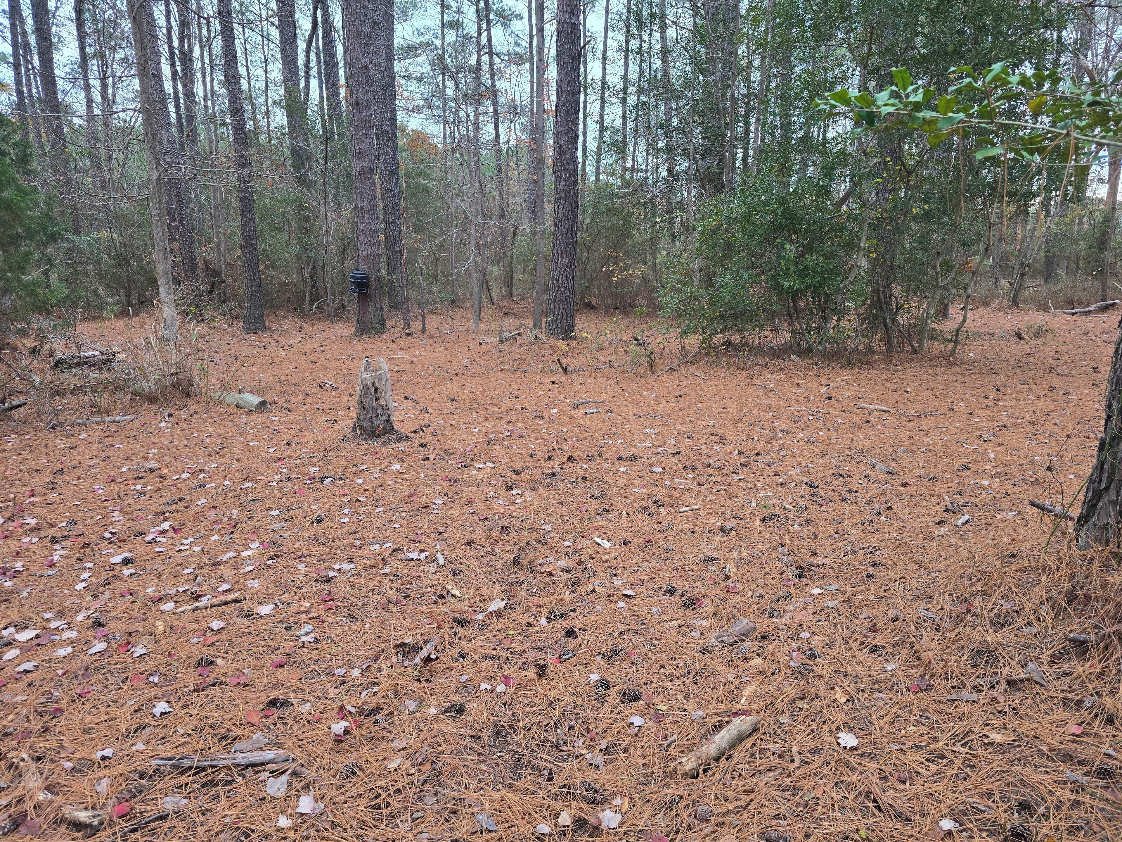 A forest clearing with pine needles and scattered debris.